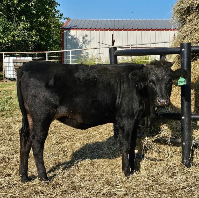 wagyu heifer f2 2404 768x765
